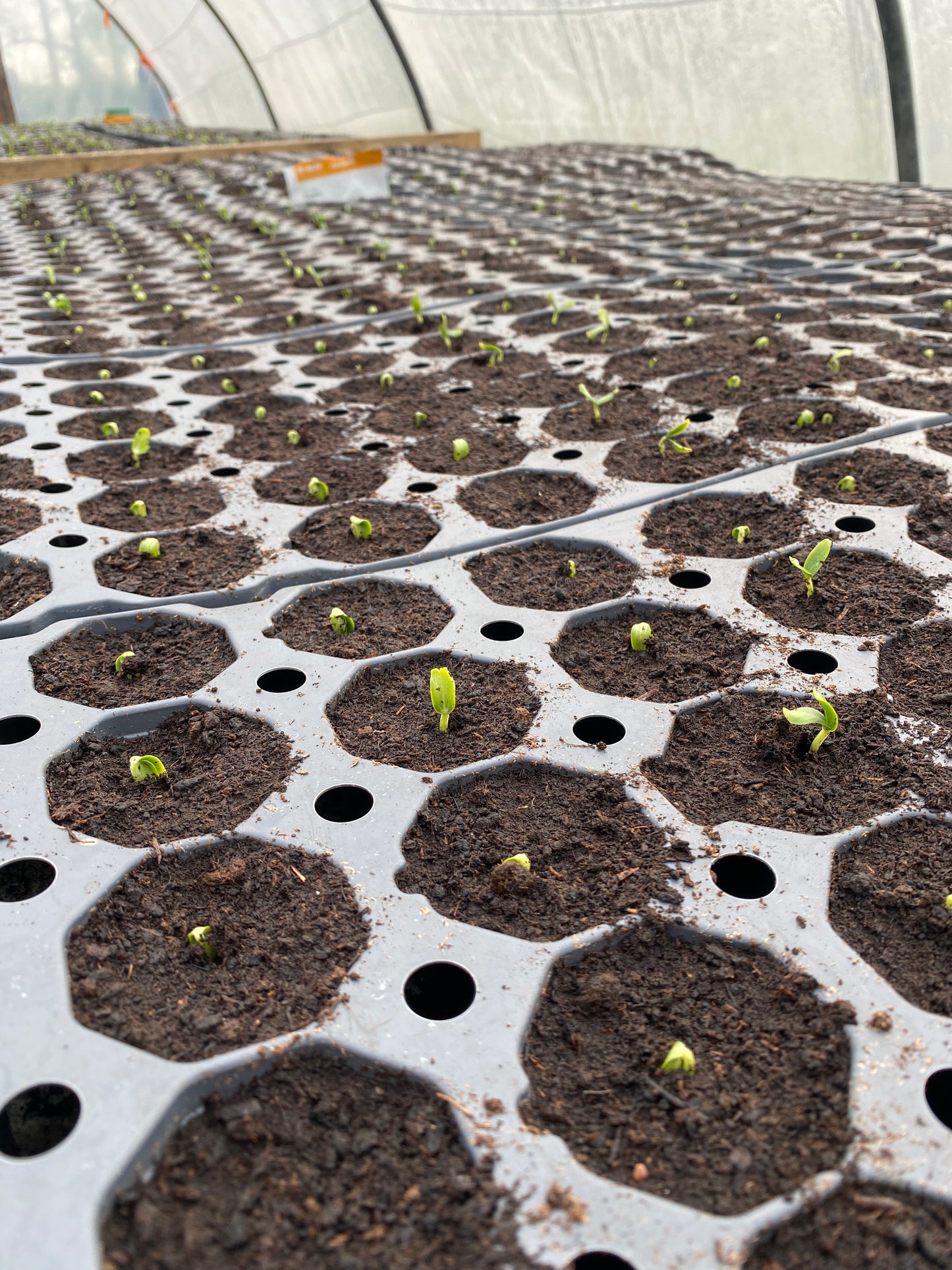 Melon de Lectoure Biologique en plateau