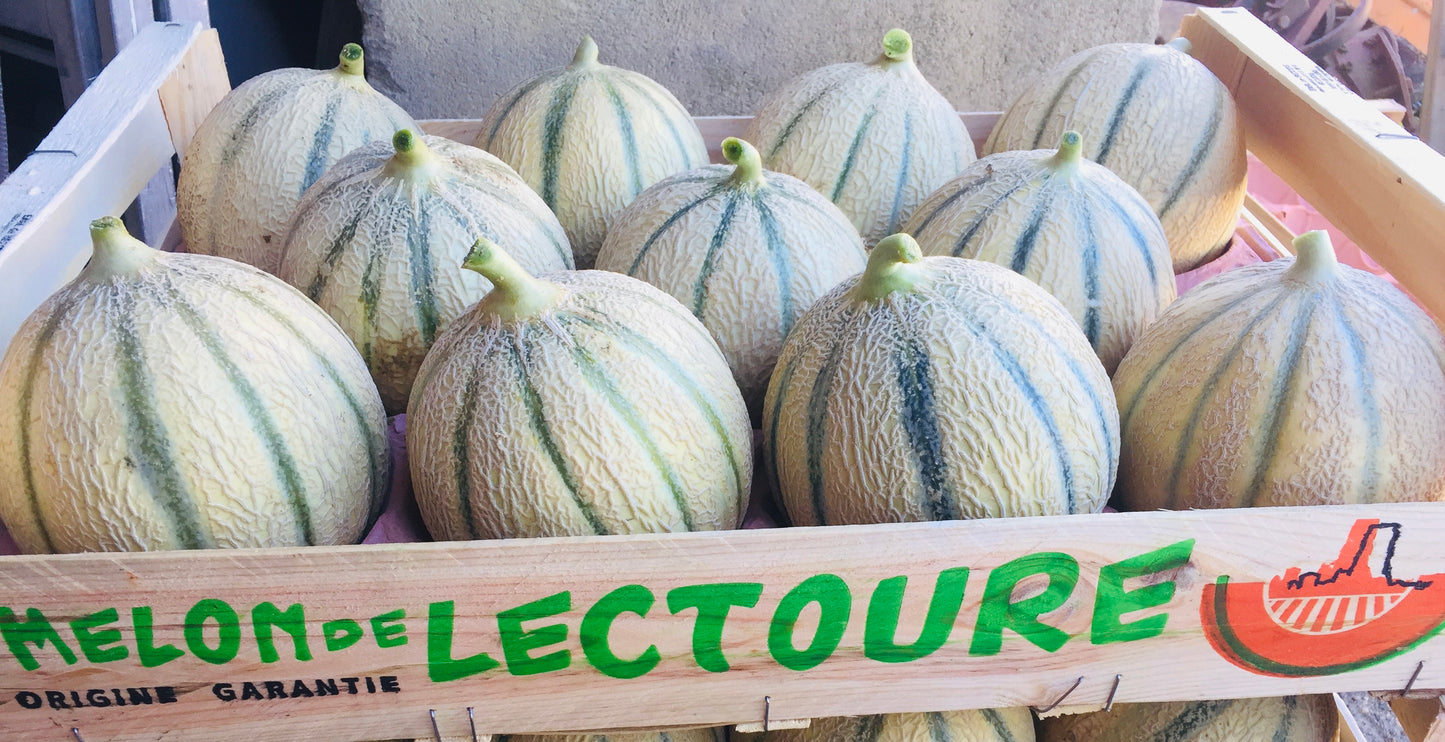 Melon de Lectoure Biologique en plateau